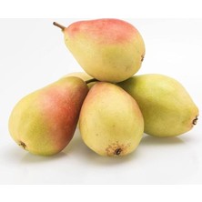 Wishora Store Sepetim 3 Yaş Aşılı Santa Maria Armut Fidanı