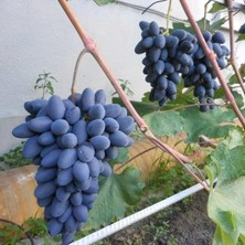 Wishora Store Tüplü Parmak Horoz Karası Üzüm (Asma-Bağ) Fidanı