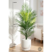 Biçiçek Areka Ağacı 24 Yapraklı 130 cm Vega Saksıda