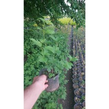 AnkaBahçe Çınar Kartopu 15 Ila 20CM