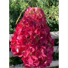 AnkaBahçe Ağaç Ortanca Paniculata Çiçeği Kırmızı Saksılı