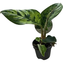 Betonish Homalomena Wallisii 'camouflage'