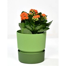 Ixora 15 Saksı 2 Lt Yeşil