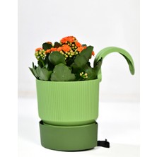 Ixora Tekli Askılı Balkon Saksı Yeşil Renk 2 Lt Genişlik 15 cm Yükseklik 22 cm Derinlik 15 cm
