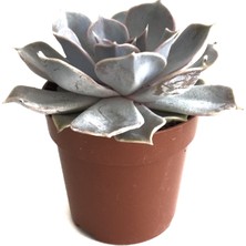 Betonish Echeveria Lilacina (Sukulent)