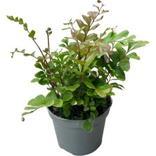 Betonish Didymochlaena Truncatula (Eğrelti Otu)