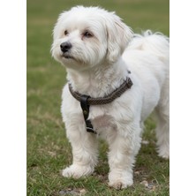 Balkonda Köpek Göğüs Tasması Küçük ve Orta Irk Ayarlamalı 1,5 cm Genişlik Kolon Kordon Koyu Yeşil