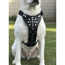 Balkonda Köpek Göğüs Tasması Ayarlanabilir Orta Irk Deri Mat Siyah