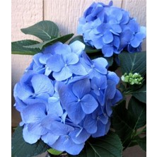 Isparta Gülü Açık Mavi Ortanca Çiçeği Fidanı 10-20 cm