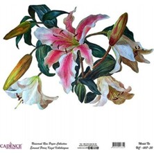 Cadenceevrensel Pirinç Dekopaj - UC007 30X32