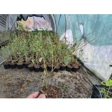 Bitkifidan 10 Adet 2 yaş  Yaban  Mersini Fidanı Paketi