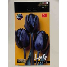 Lale Çiçeği Soğanı Ithal Hollanda Lale 10 Adet