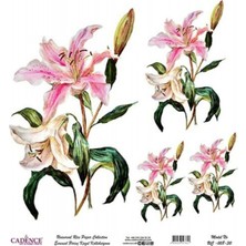 Cadenceevrensel Pirinç Dekopaj - UC008 30X32