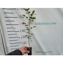 Bitkifidan Keçi Boynuzu (Harnup) Fidanı 2 Yaş
