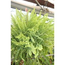 İklim Garden Fujer Bitkisi Aşk Merdiveni Bitkisi Xl Boy 30-80 cm Ev,ofis,salon Bitkisi Iç Mekan Bitkileri