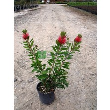 Isparta Gülü Kırmızı Fırça Çalısı Çiçeği Fidanı 20-40 cm