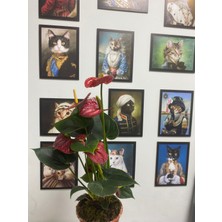 İklim Garden Antoryum Çiçeği Filamingo Çiçeği 30-75 cm  Anthurium Red Ev Bitkisi Ofis Bitkisi Salon Bitkisi