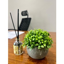 FB Cup Yapay Şimşir (Boxwood) Çiçeği Premium Antrasit Saksılı Ofis Ev Dekorasyonu 🌿