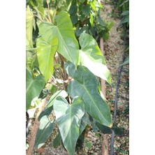 İklim Garden Kalp Yapraklı Philodendron Bitkisi 60-130CM Sopalı Canlı Bitki Salon Bitkisi