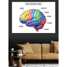 Artmeg Renkli Insan Beyni Anatomisi Dekoratif Kanvas - Mdf Ahşap Tablo