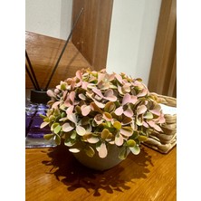 FB Cup Modern Gri Saksıda Gerçekçi Yapay Dekoratif Bitki – 17 X13 cm – Ev ve Ofis Dekoru