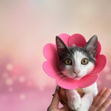 Merkez Pet Operasyon Sonrası Konfor Boyunluğu – Keçe Yumuşak Yaka (Kedi & Köpek)