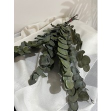 Ziva Dekor Açık Yeşil Şoklanmış Okaliptüs 50 Gram