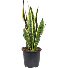 Gardenkoala Sansevieria Laurentii – Paşa Kılıcı Alacalı – 4 Kök – 17 cm Saksı