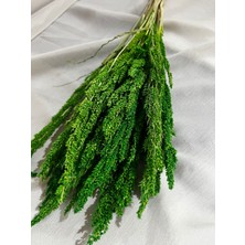 Ziva Dekor Yeşil Bulgur Otu 40 Gram