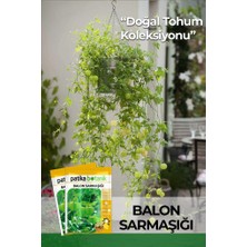Patika Botanik 5 Adet Balon Sarmaşığı Çiçek Tohumu