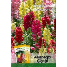 Patika Botanik 100 Adet Aslanağzı Çiçek Tohumu