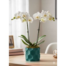 Kaan3D Dekoratif Saksı-Dekoratif Orkide Saksısı