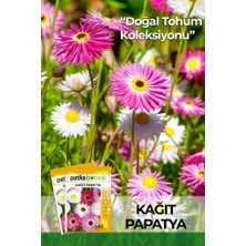 Patika Botanik 30 Adet Kağıt Papatya Çiçek Tohumu