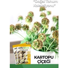 Patika Botanik 5 Adet Kartopu Çiçeği Tohumu