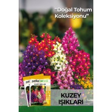 Patika Botanik 100 Adet Kuzey Işıkları Çiçek Tohumu