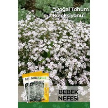Patika Botanik 50 Adet Bebek Nefesi Çiçek Tohumu