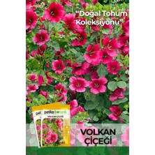Patika Botanik 5 Adet Volkan Çiçeği Tohumu