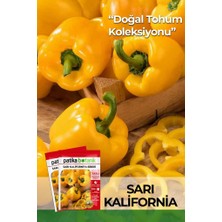 Patika Botanik 100 Adet Sarı Kaliforniya Biber Tohumu