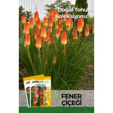 Patika Botanik 50 Adet Fener Çiçeği Tohumu