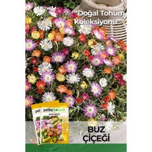 Patika Botanik 50 Adet Buz Çiçeği Tohumu