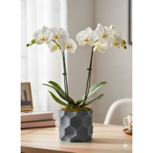 Kaan3D Dekoratif Saksı-Dekoratif Orkidelik Saksı