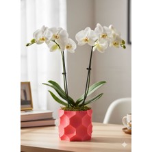 Kaan3D Dekoratif Saksı-Orkidelik Saksı