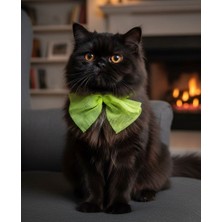 Ayarlanabilir Sarı Renkte Kedi Tasması