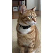 Ayarlanabilir Siyah Işlemeli Kedi Tasması