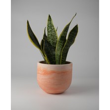 Kaju Creative Dekoratif Beton Saksı – Orta Boy – 15X13CM | 2 L - Renk ve Mermer Deseni Seçenekleriyle