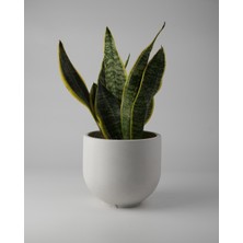 Kaju Creative Dekoratif Beton Saksı – Orta Boy – 15X13CM | 2 L - Renk ve Mermer Deseni Seçenekleriyle