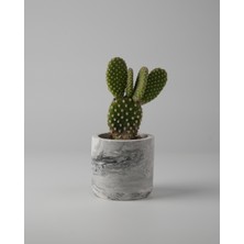 Kaju Creative Mini Sukulent Saksısı – Dekoratif Beton Saksı –  – 7x7 cm | 3'lü Set ve Tekli