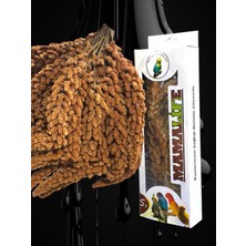 Iri Boy Daldarı 120 gr Kutulu