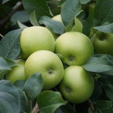 Taber Meyve Verir Durumda Bodur Elma Fidanı