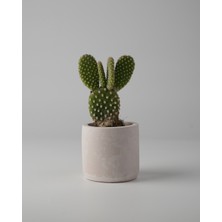 Kaju Creative Mini Sukulent Saksısı – Dekoratif Beton Saksı –  – 7x7 cm | 3'lü Set ve Tekli